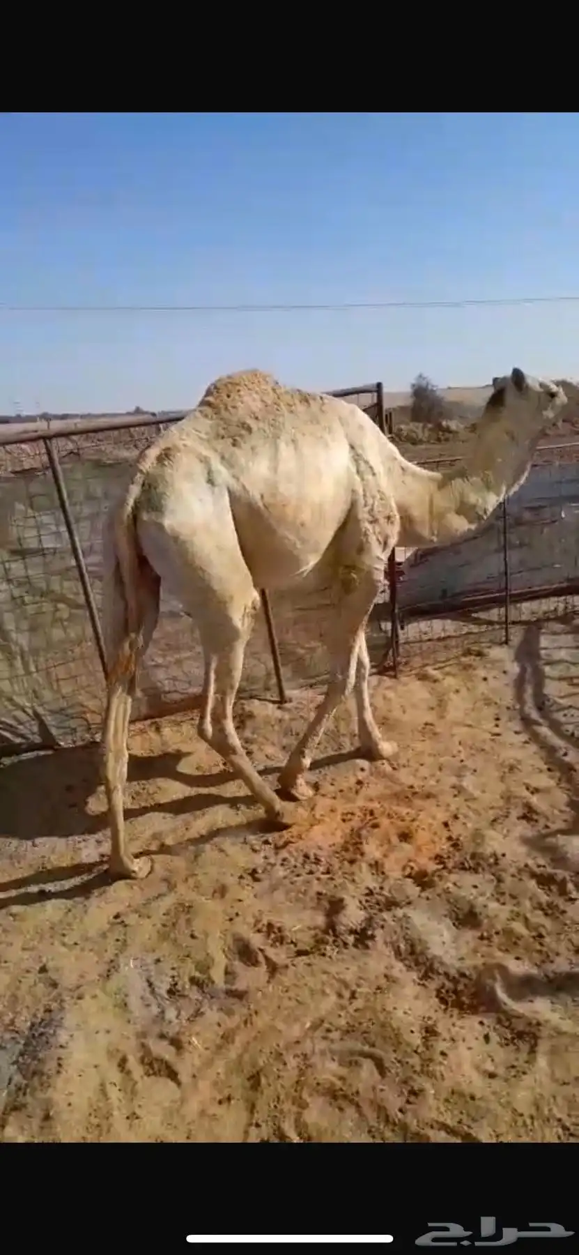 فحل هجن سلالة فل الفل 1