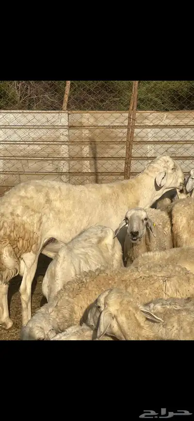 تم البيع 0