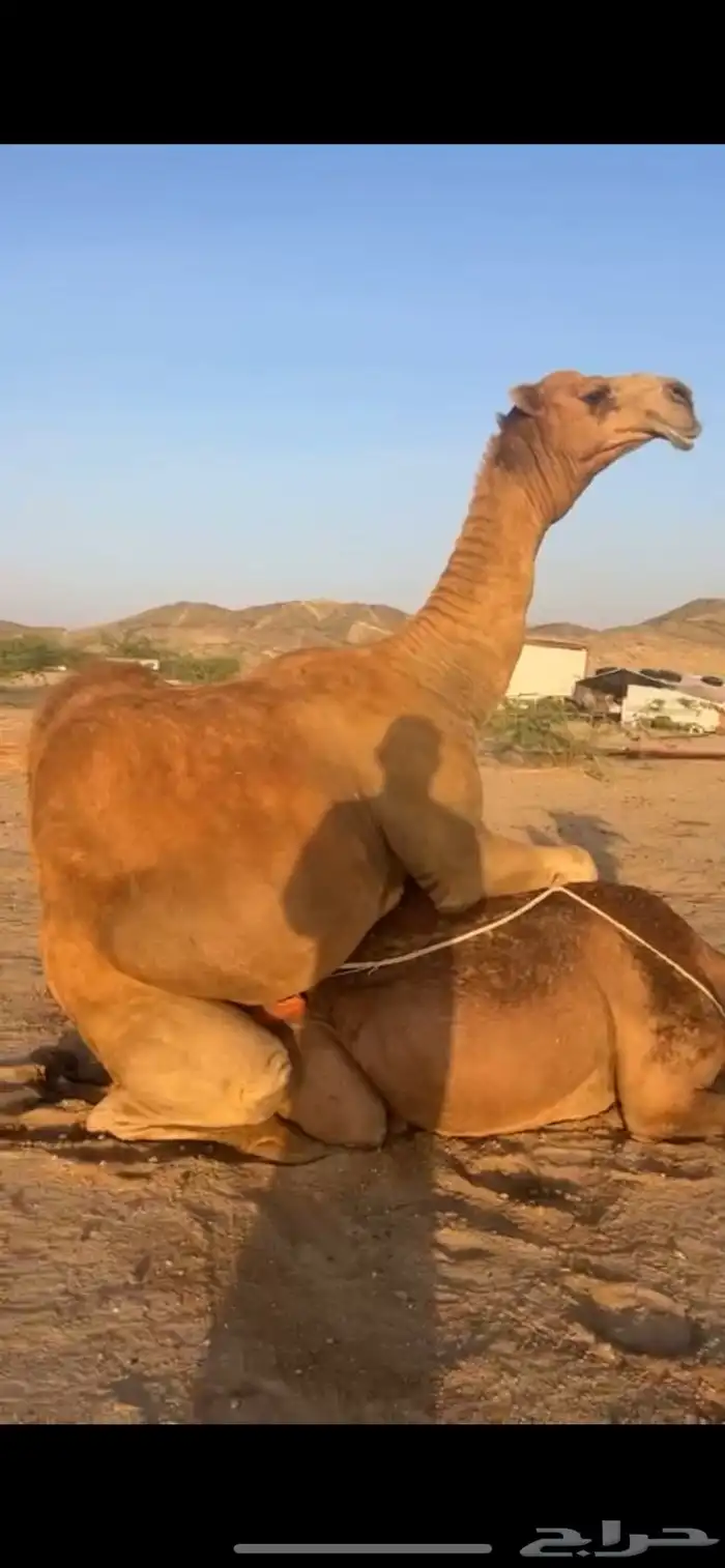 بعير ساحلي كفو للبيع 2