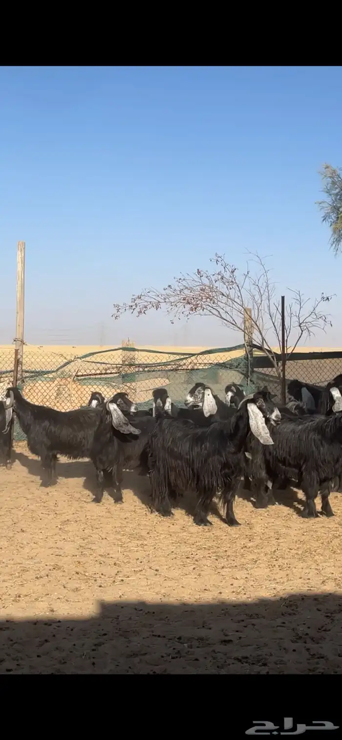 معزا عوارض ربش بفحولها 16