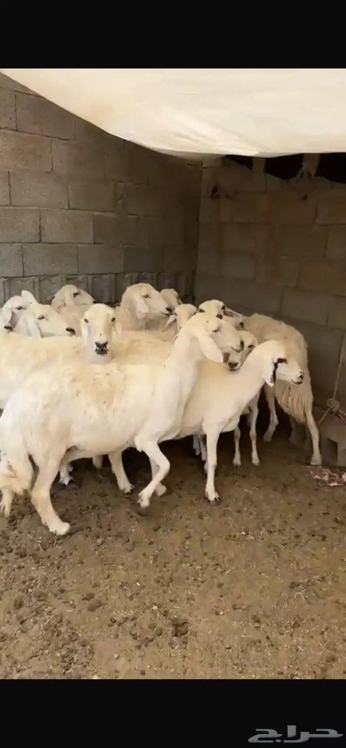 ضان صنف تم البيع 4