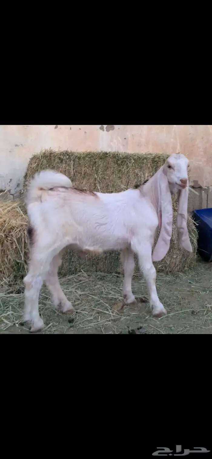 تيس حجازي مشروع فحل صنف وابيض مميز 4