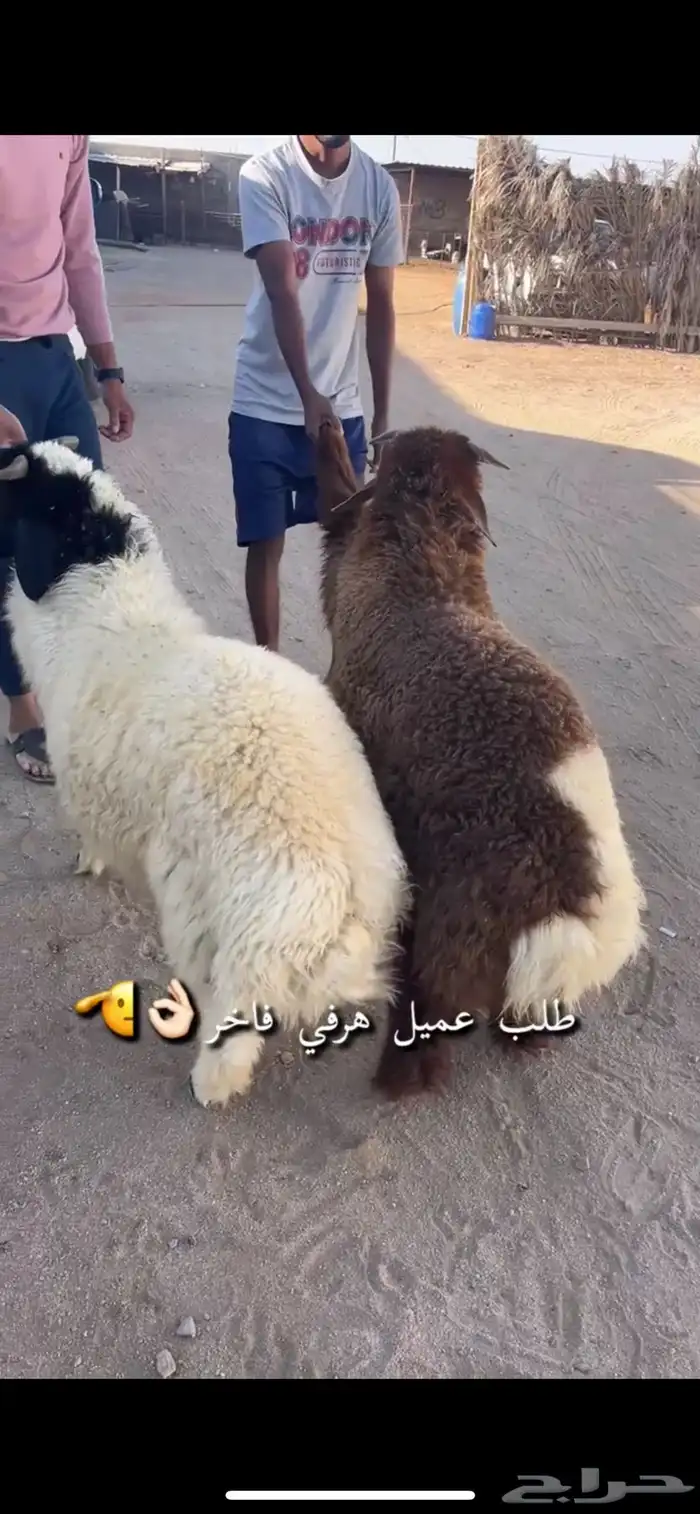 ذبايح للبيع 3