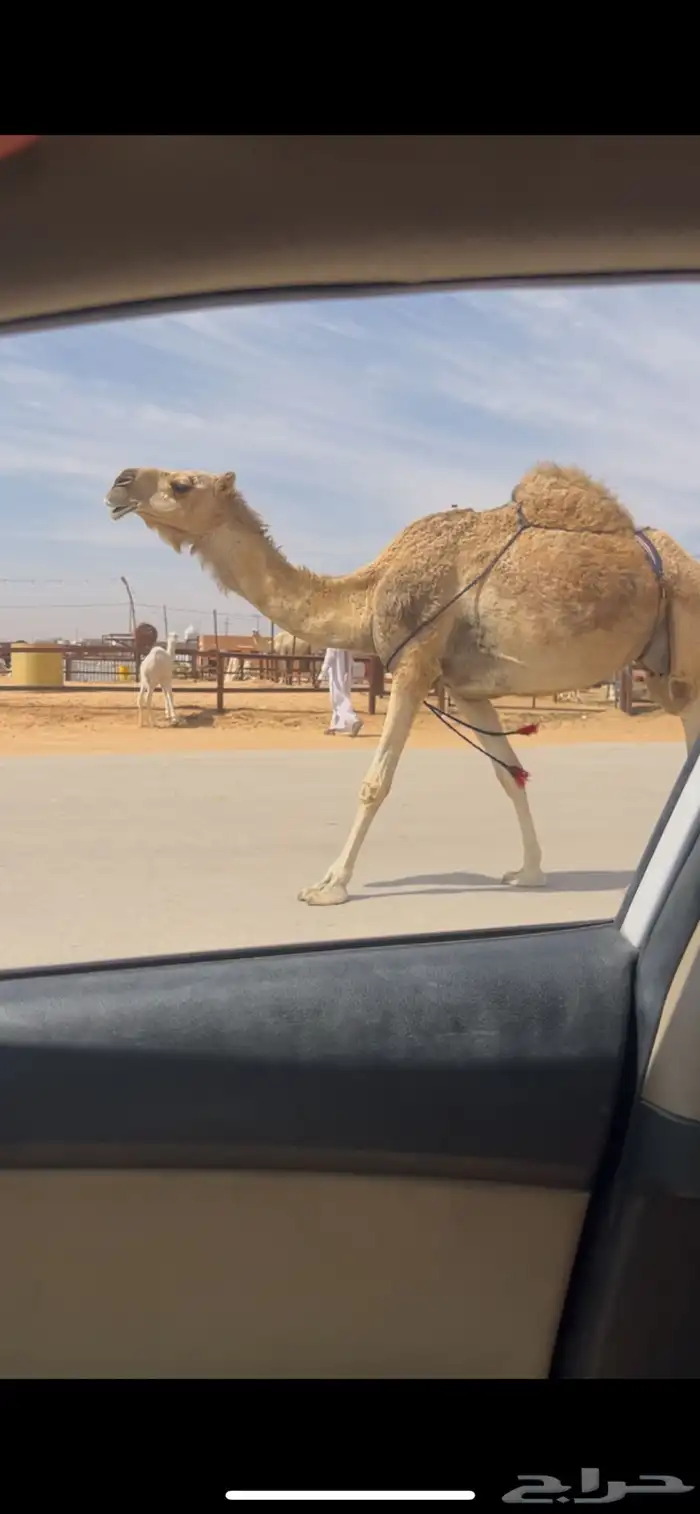 خلفه هديه ما تحرك وحليبها وافر وحالي 1