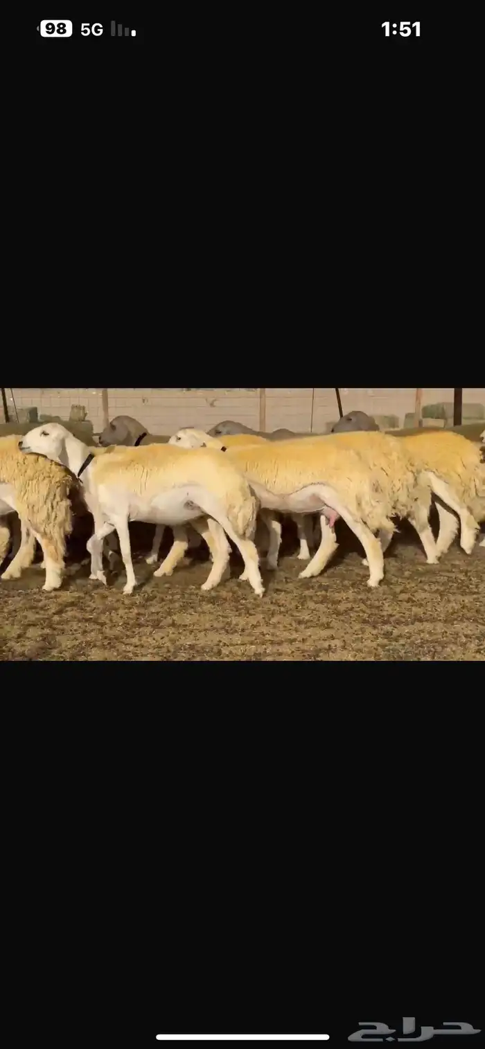 رخال طيبه 13