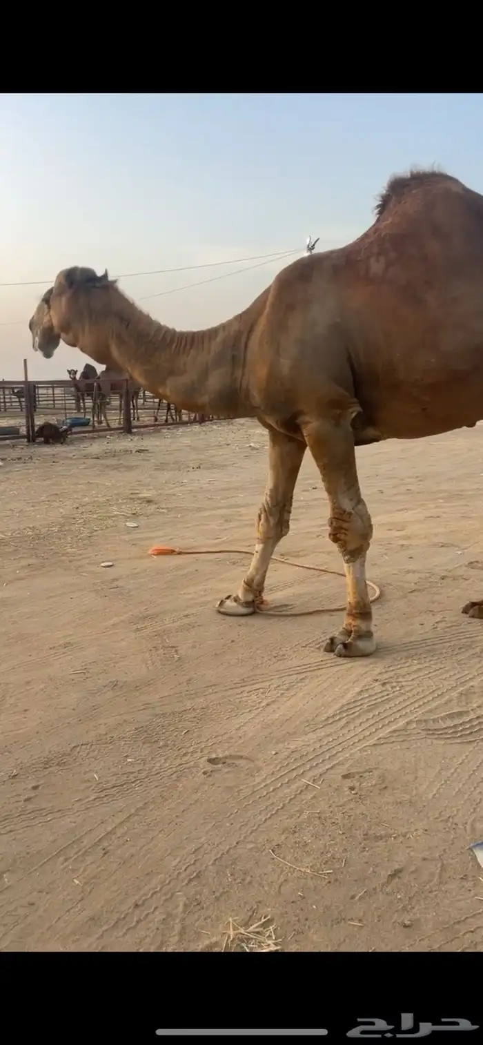 بعير ساحلي كفو للبيع 1