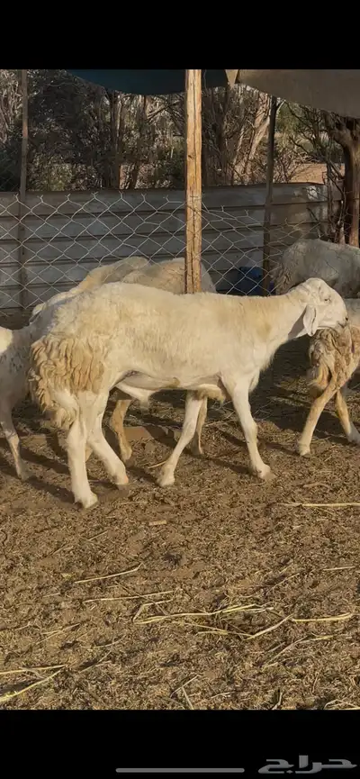 تم البيع 2