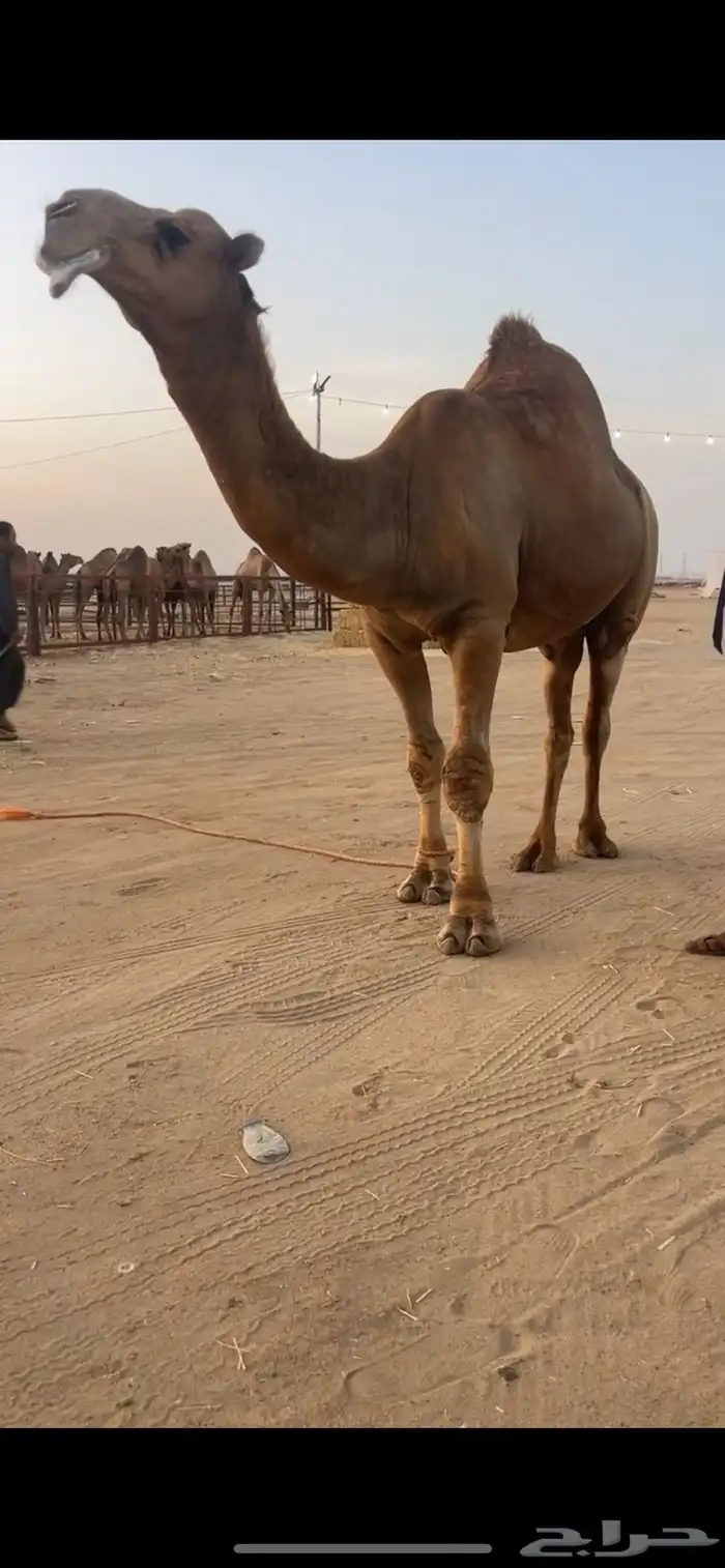 بعير ساحلي كفو للبيع 0