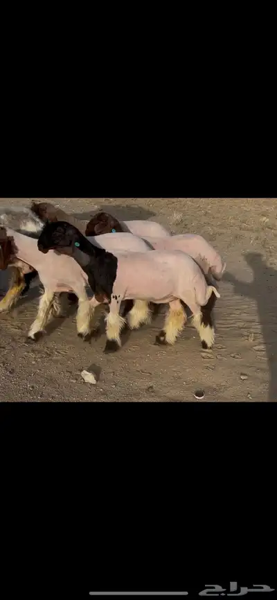 رخال نعيم صنف 0