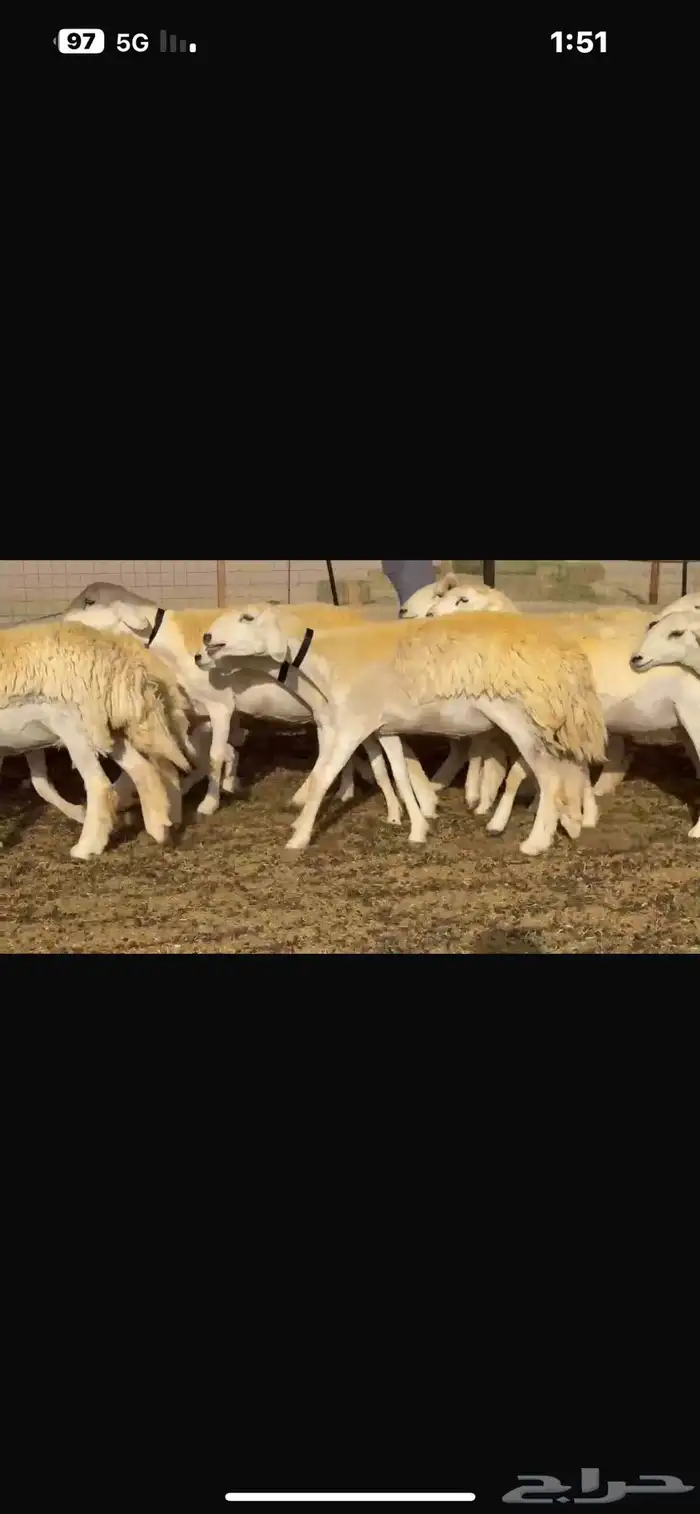 رخال طيبه 9
