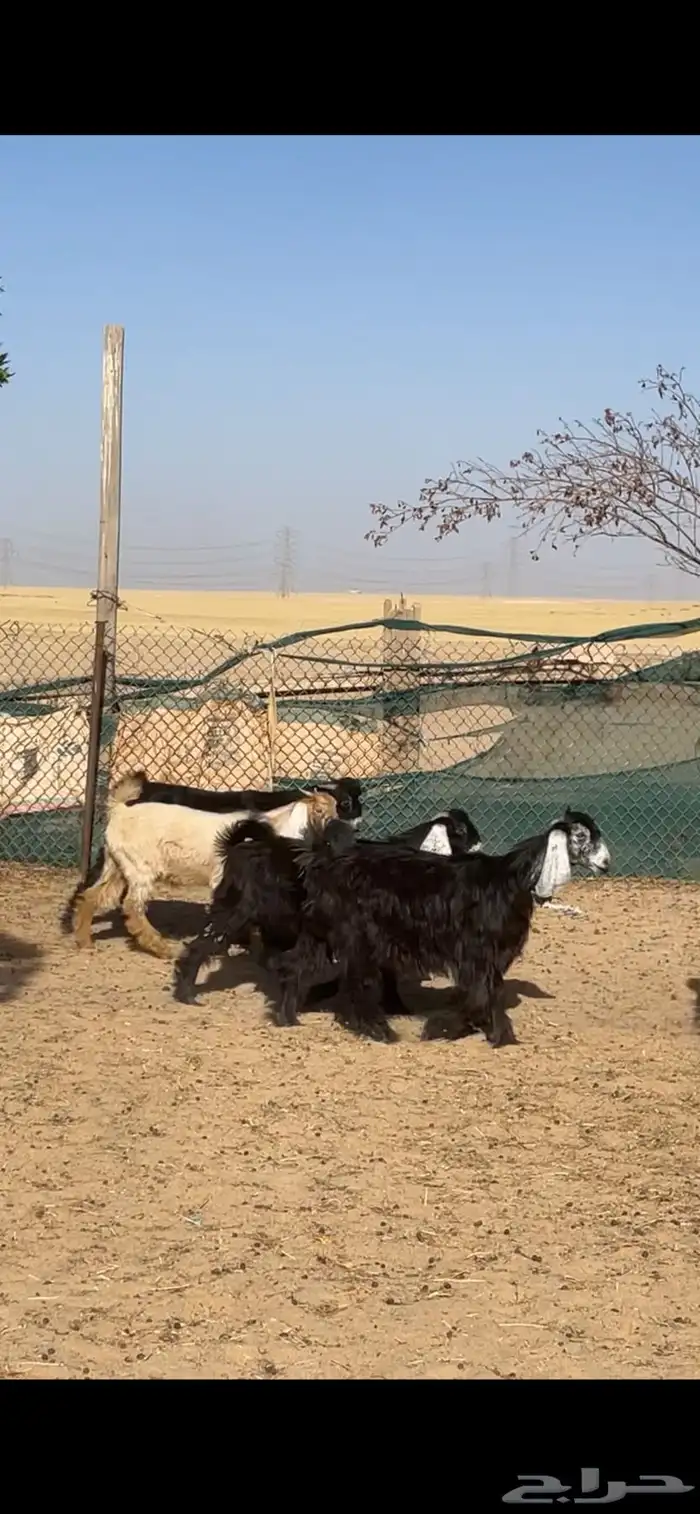 معزا عوارض ربش بفحولها 25