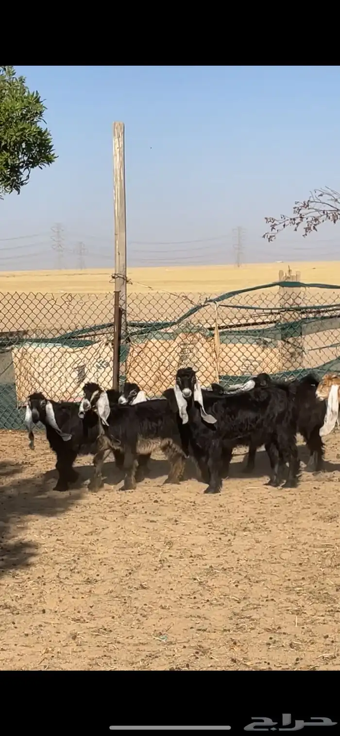 معزا عوارض ربش بفحولها 26