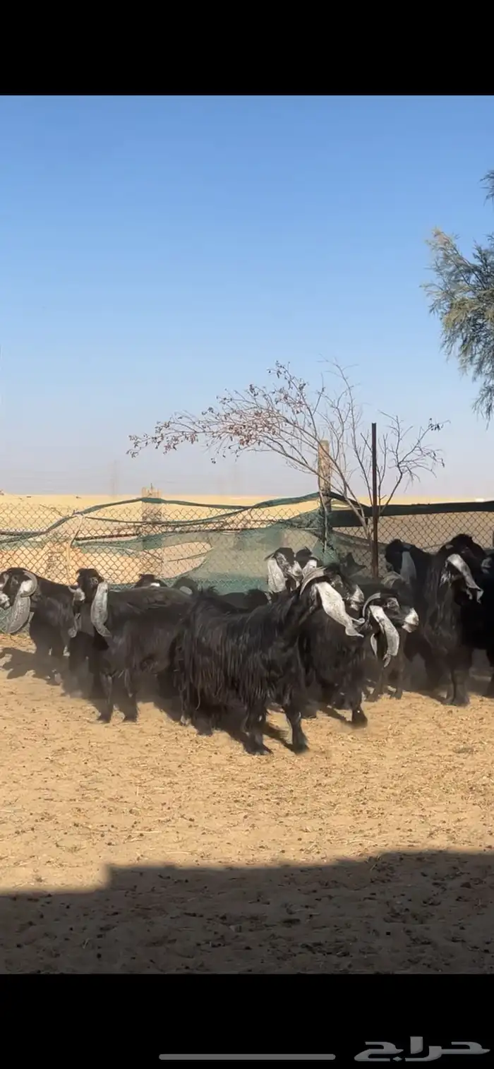 معزا عوارض ربش بفحولها 18