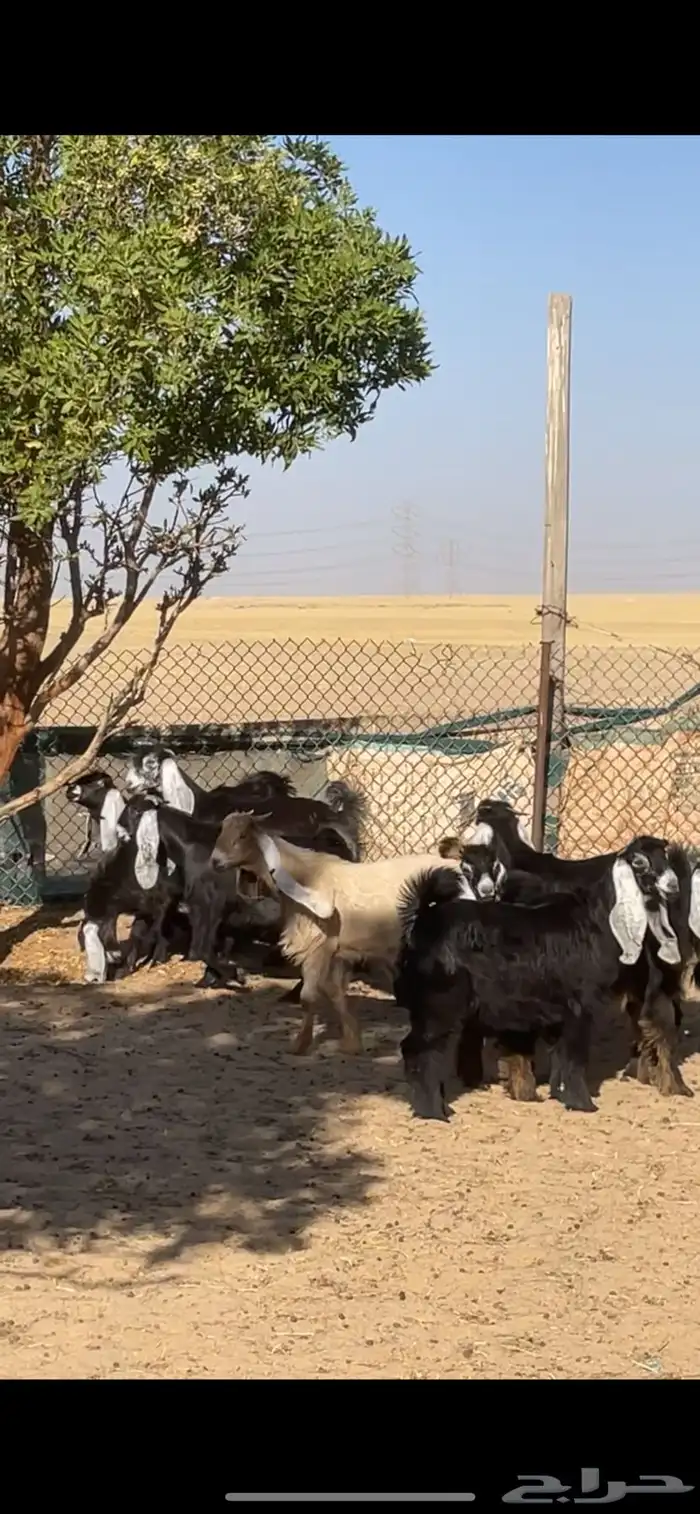 معزا عوارض ربش بفحولها 29