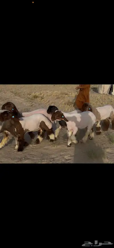 رخال نعيم صنف 2