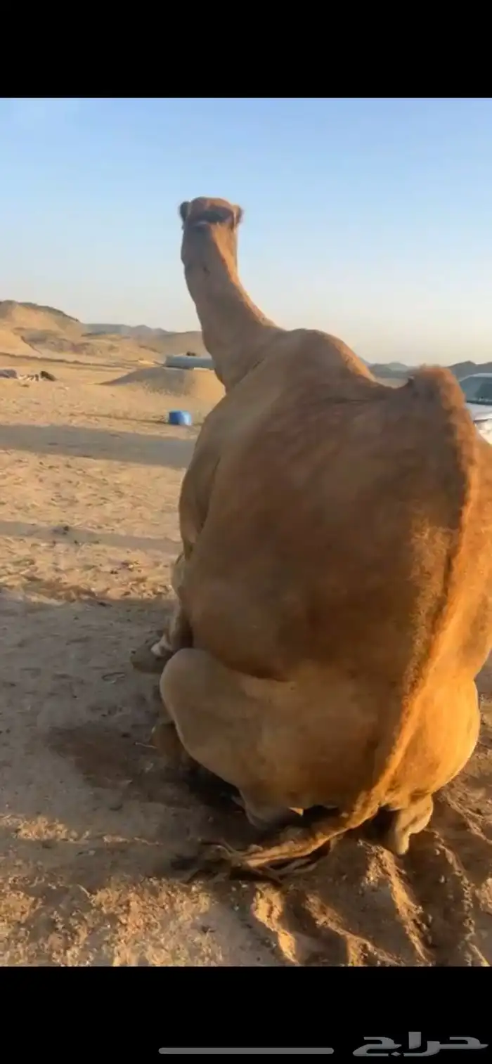 بعير ساحلي كفو للبيع 3