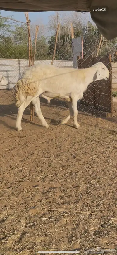 تم البيع 3