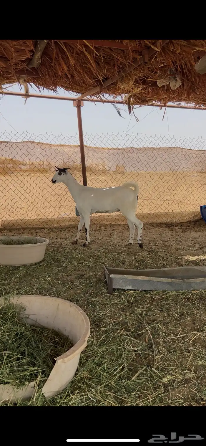 جفره بيشيه صنف تم البيع 0
