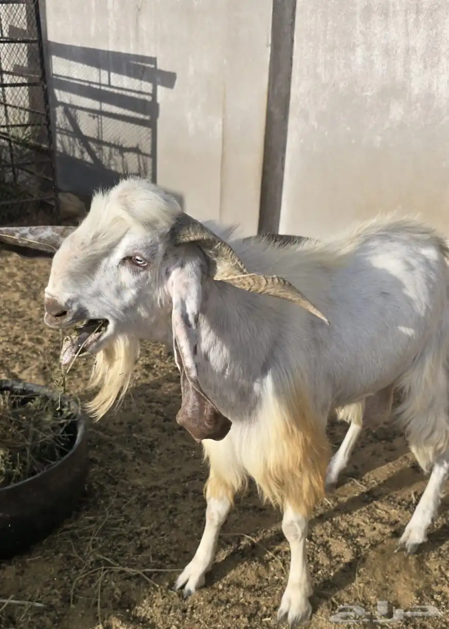 تيس 3