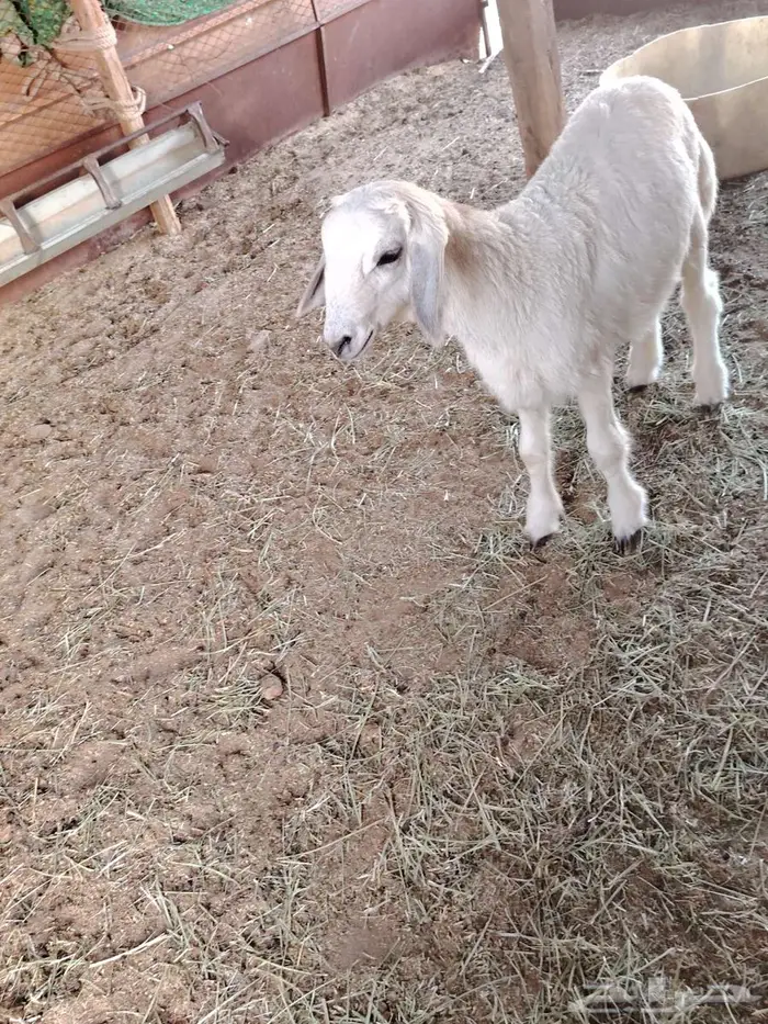 طالع حري العمر تقريبا ثلاثه شهر 0