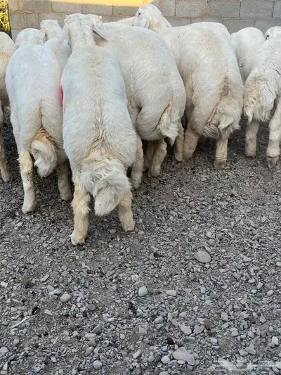 ذبائح طليان حري 2