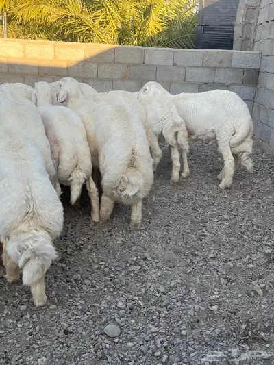 ذبائح طليان حري 0