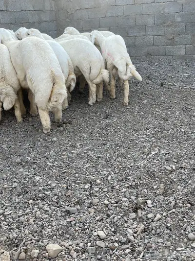 ذبائح طليان حري 1