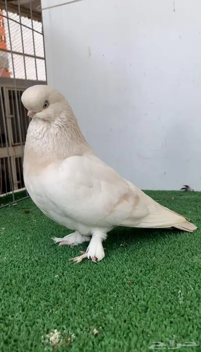 انثى لونق فيس لمون بار كروس 1