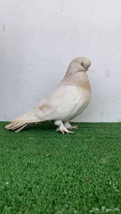 انثى لونق فيس لمون بار كروس 3