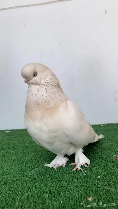 انثى لونق فيس لمون بار كروس 6