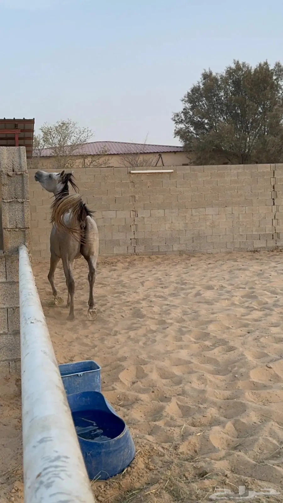 مهره واهو فرس 3