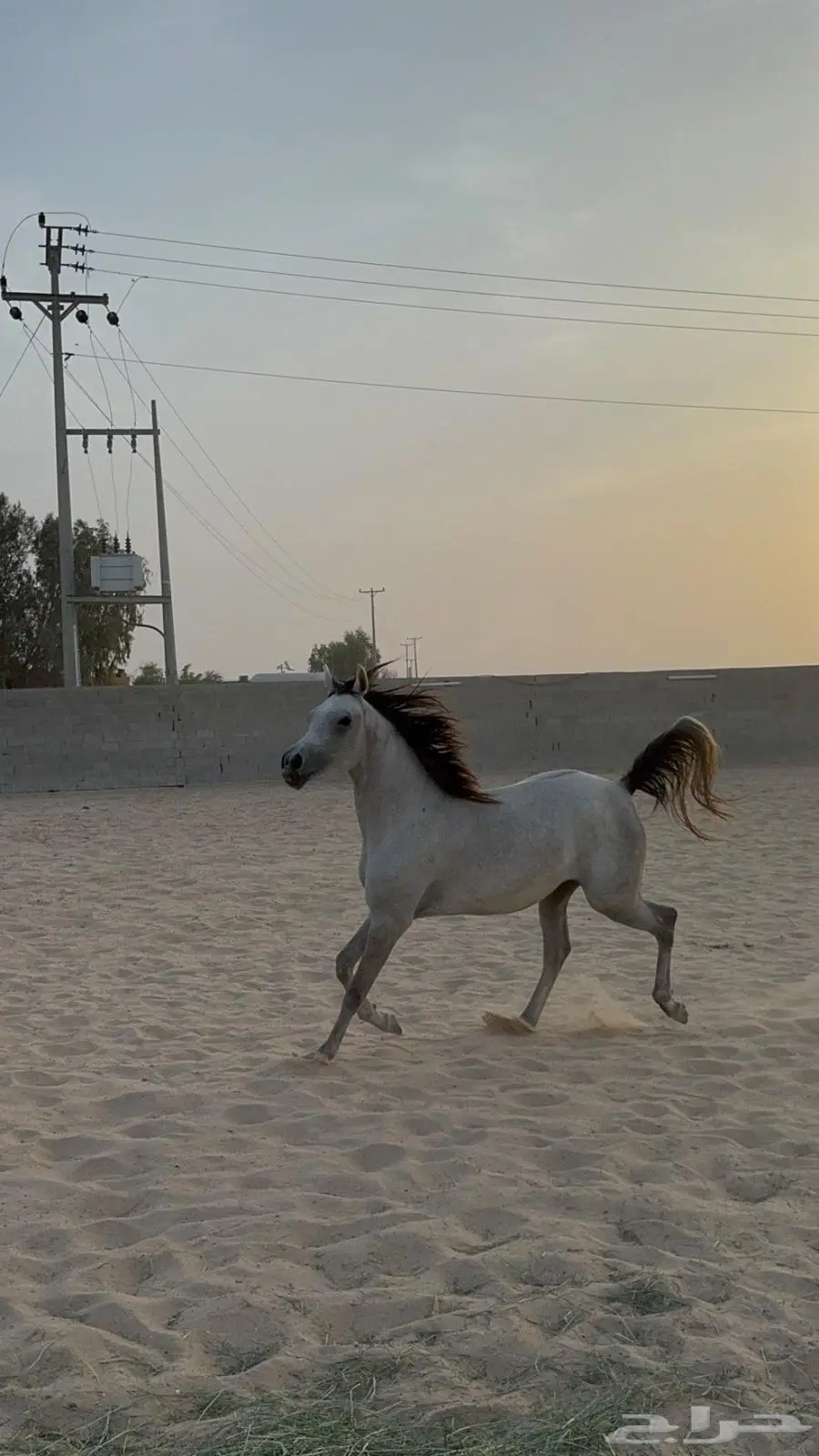 مهره واهو فرس 0