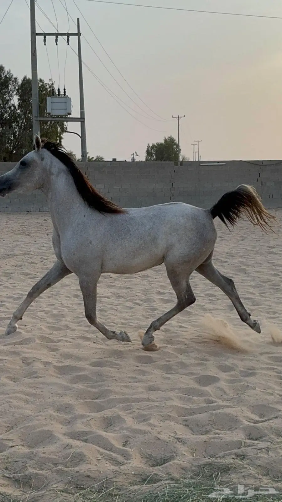 مهره واهو فرس 1