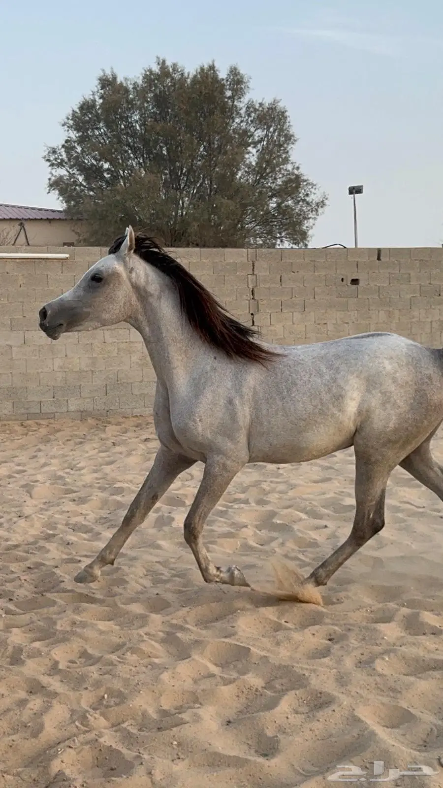 مهره واهو فرس 4