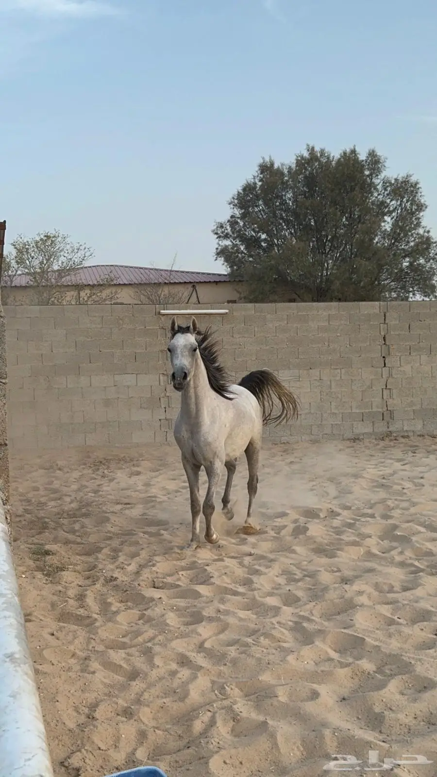 مهره واهو فرس 2