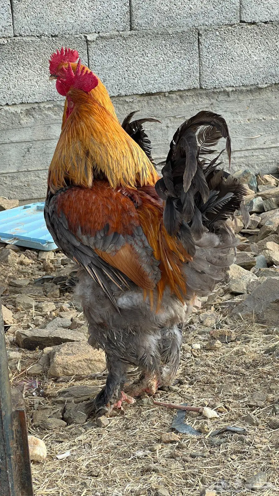 دجاج براهما 1