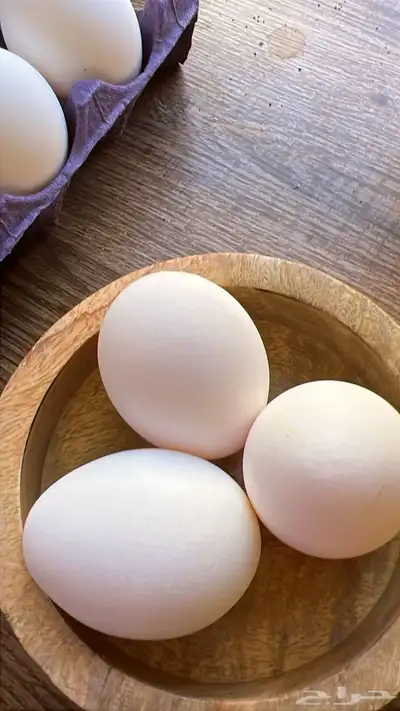 بيض مائدة طازج جملة طعم و جودة 8