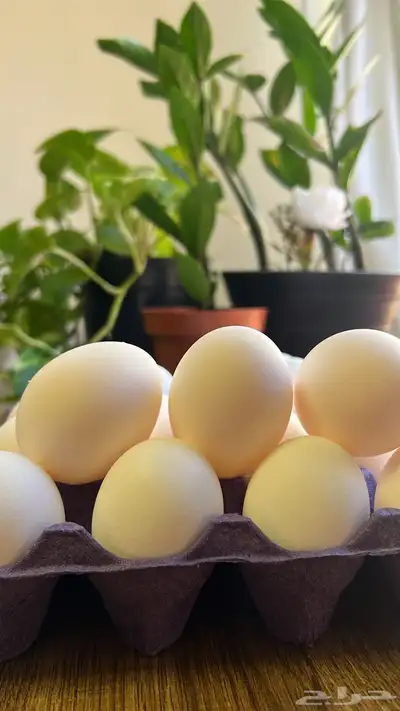 بيض مائدة طازج جملة طعم و جودة 0