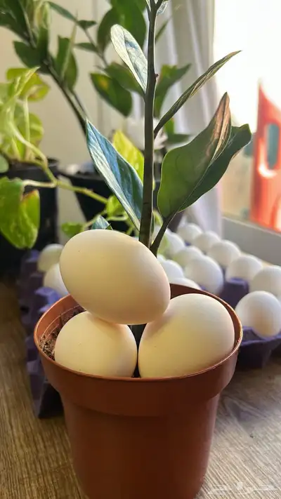 بيض مائدة طازج جملة طعم و جودة 4