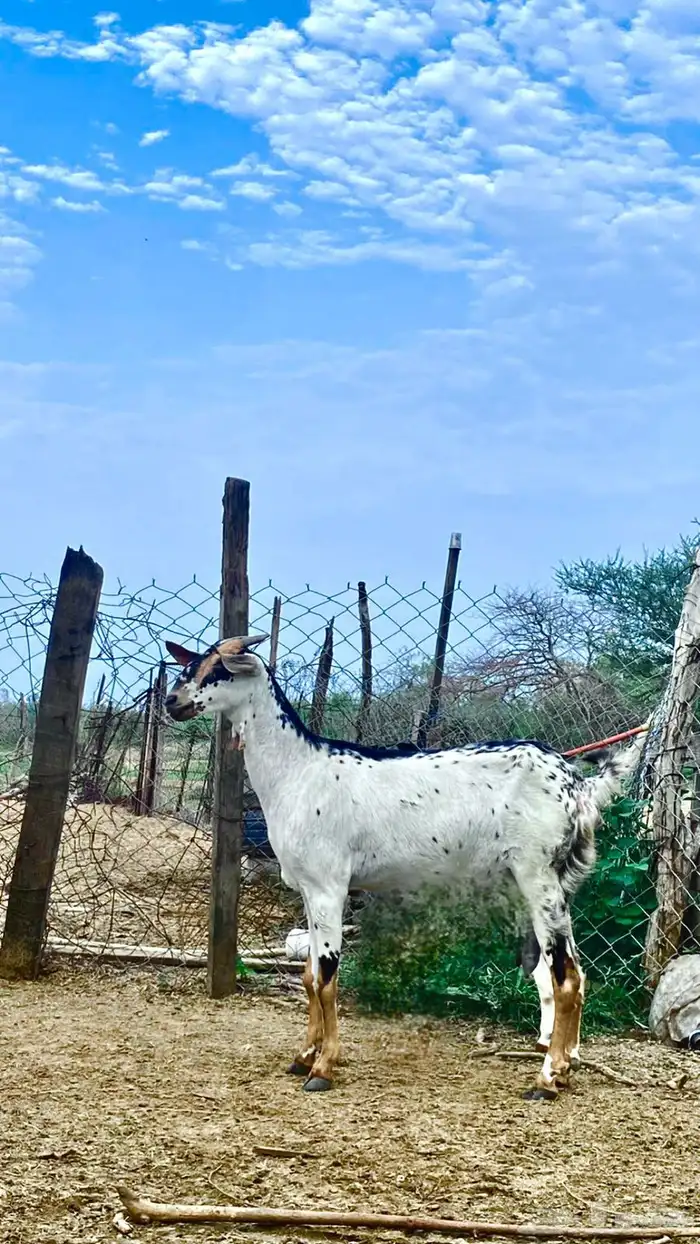 عنز بيشيه فاخره 0