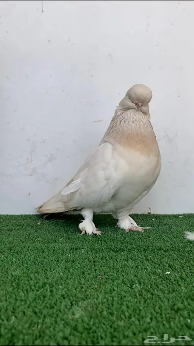 انثى لونق فيس لمون بار كروس 2