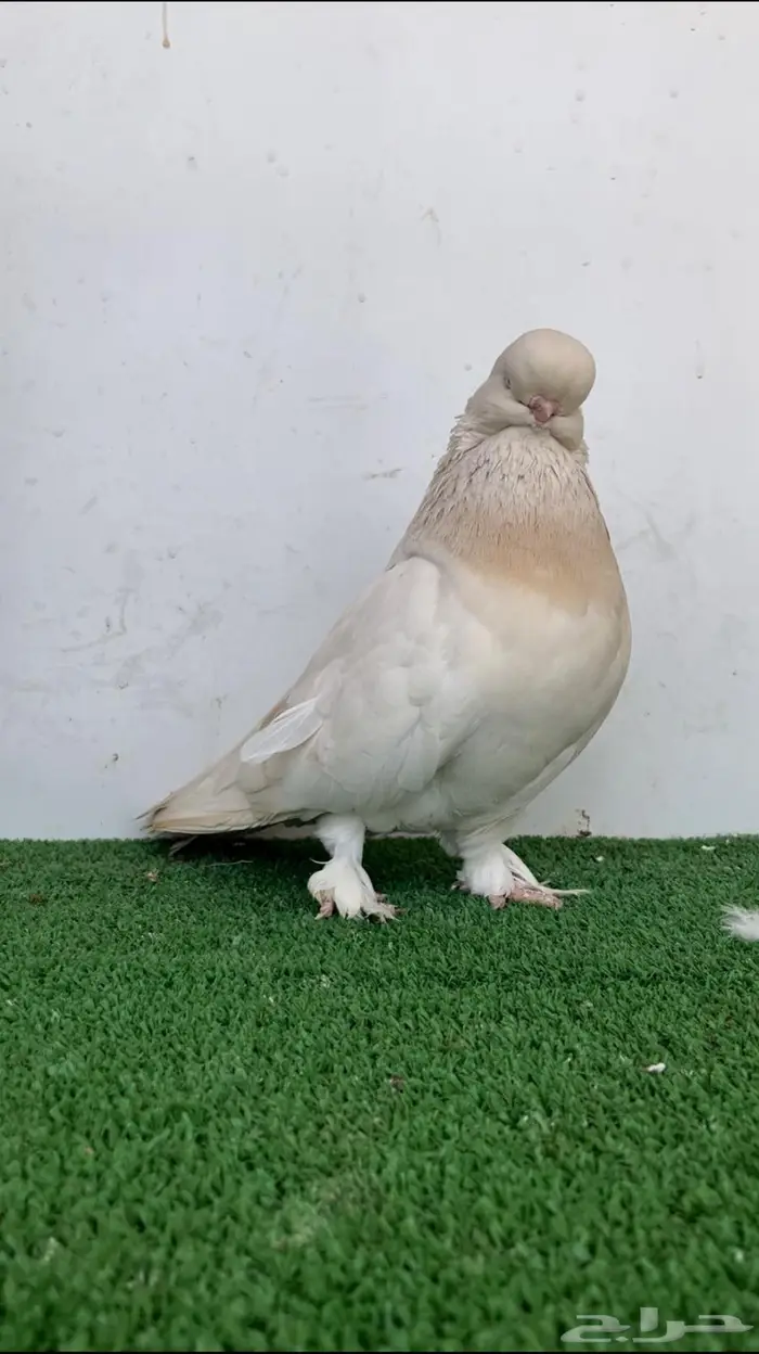انثى لونق فيس لمون بار كروس 2