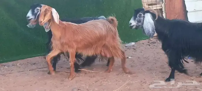 ( تم البيع )عنزين عوارض اصل وعنز مصريه 5