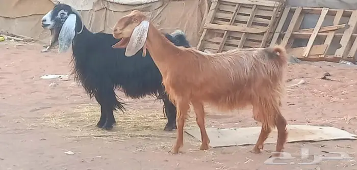 ( تم البيع )عنزين عوارض اصل وعنز مصريه 1