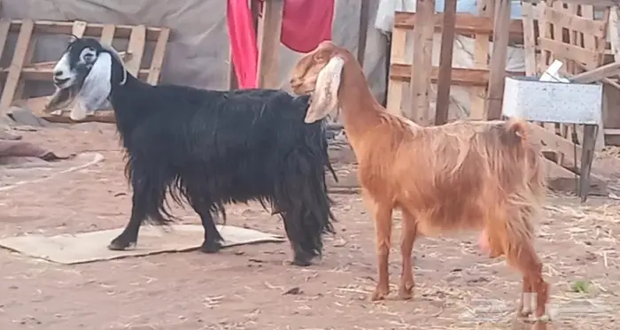 ( تم البيع )عنزين عوارض اصل وعنز مصريه 2