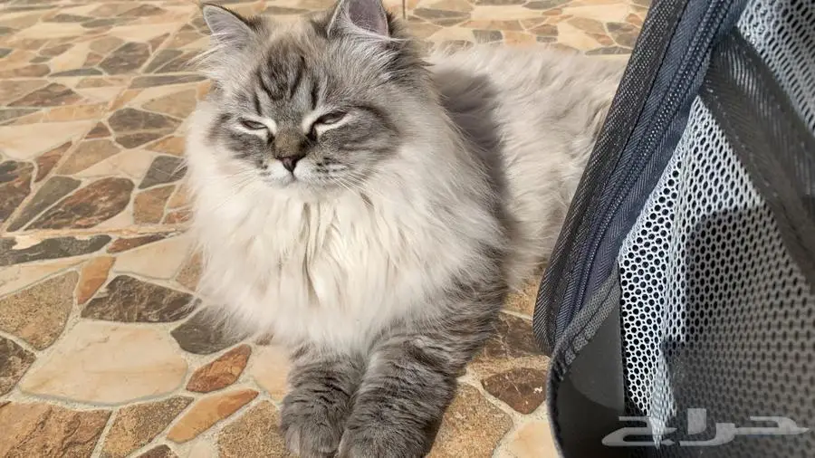 قطه هملايا للبيع 0