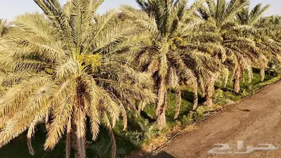 مزرعة بالمدينة المنورة حي العيون للبيع index
