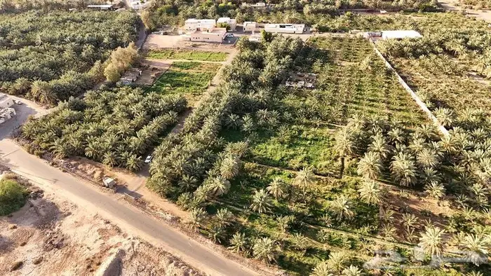 مزرعة بالمدينة المنورة حي العيون للبيع 3