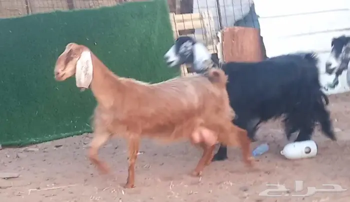 ( تم البيع )عنزين عوارض اصل وعنز مصريه 6