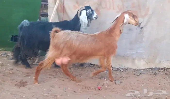 ( تم البيع )عنزين عوارض اصل وعنز مصريه 0